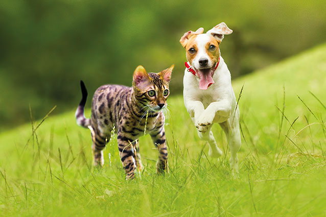Hyalutidin benefits dog and cat
